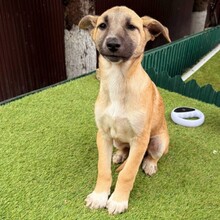 IANJO, Hund, Mischlingshund in Rumänien - Bild 1