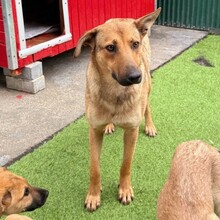 IANJO, Hund, Mischlingshund in Rumänien - Bild 2