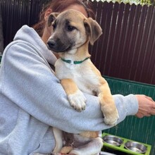 IANJO, Hund, Mischlingshund in Rumänien - Bild 5