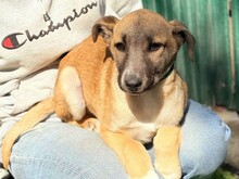 IANJO, Hund, Mischlingshund in Rumänien - Bild 6