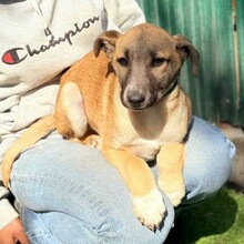 IANJO, Hund, Mischlingshund in Rumänien - Bild 7