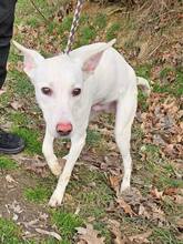 LAIKA, Hund, Mischlingshund in Ungarn - Bild 1