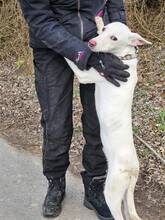 LAIKA, Hund, Mischlingshund in Ungarn - Bild 11