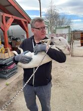 LAIKA, Hund, Mischlingshund in Ungarn - Bild 12