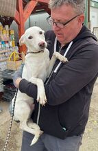 LAIKA, Hund, Mischlingshund in Ungarn - Bild 2