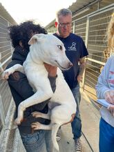 LAIKA, Hund, Mischlingshund in Ungarn - Bild 3