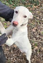 LAIKA, Hund, Mischlingshund in Ungarn - Bild 6