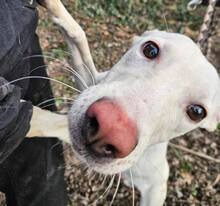 LAIKA, Hund, Mischlingshund in Ungarn - Bild 7