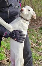 LAIKA, Hund, Mischlingshund in Ungarn - Bild 8