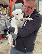 LAIKA, Hund, Mischlingshund in Ungarn - Bild 9