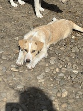 JOSY, Hund, Mischlingshund in Rumänien - Bild 1