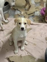 JOSY, Hund, Mischlingshund in Rumänien - Bild 2