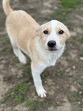 JOSY, Hund, Mischlingshund in Rumänien - Bild 4