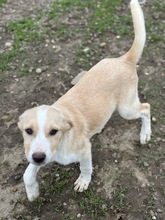 JOSY, Hund, Mischlingshund in Rumänien - Bild 5