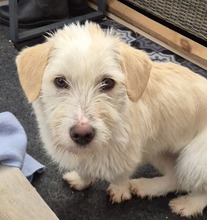 AMANI, Hund, Mischlingshund in Großefehn - Bild 1