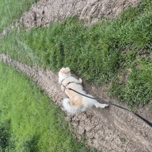 AMANI, Hund, Mischlingshund in Großefehn - Bild 10