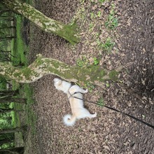 AMANI, Hund, Mischlingshund in Großefehn - Bild 11