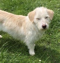 AMANI, Hund, Mischlingshund in Großefehn - Bild 2