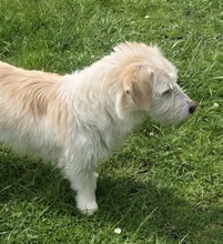 AMANI, Hund, Mischlingshund in Großefehn - Bild 3
