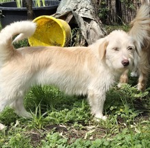 AMANI, Hund, Mischlingshund in Großefehn - Bild 4