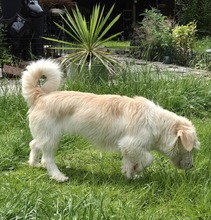 AMANI, Hund, Mischlingshund in Großefehn - Bild 5