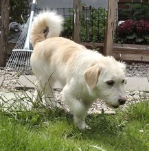 AMANI, Hund, Mischlingshund in Großefehn - Bild 6