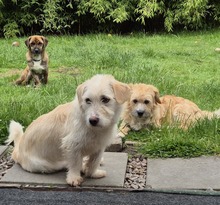 AMANI, Hund, Mischlingshund in Großefehn - Bild 7