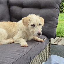 AMANI, Hund, Mischlingshund in Großefehn - Bild 8