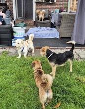 AMANI, Hund, Mischlingshund in Großefehn - Bild 9