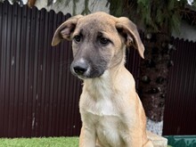 INDOS, Hund, Mischlingshund in Rumänien - Bild 1