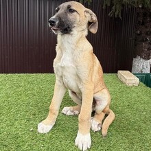 INDOS, Hund, Mischlingshund in Rumänien - Bild 2