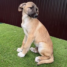 INDOS, Hund, Mischlingshund in Rumänien - Bild 3