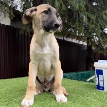 INDOS, Hund, Mischlingshund in Rumänien - Bild 4