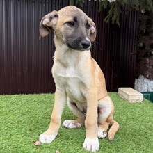 INDOS, Hund, Mischlingshund in Rumänien - Bild 5