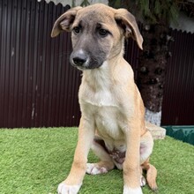 INDOS, Hund, Mischlingshund in Rumänien - Bild 6