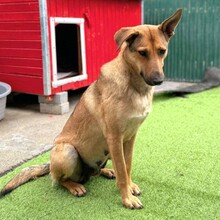INDOS, Hund, Mischlingshund in Rumänien - Bild 7