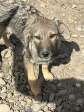 JACY, Hund, Mischlingshund in Rumänien - Bild 1