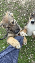 JACY, Hund, Mischlingshund in Rumänien - Bild 2