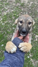 JACY, Hund, Mischlingshund in Rumänien - Bild 3