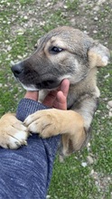 JACY, Hund, Mischlingshund in Rumänien - Bild 4