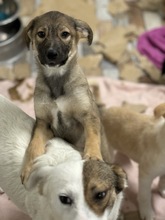 JACY, Hund, Mischlingshund in Rumänien - Bild 5