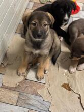 JACY, Hund, Mischlingshund in Rumänien - Bild 6