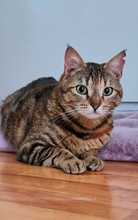EMMA, Katze, Europäisch Kurzhaar in Amelinghausen - Bild 10