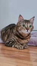 EMMA, Katze, Europäisch Kurzhaar in Amelinghausen - Bild 12
