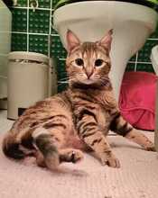 EMMA, Katze, Europäisch Kurzhaar in Amelinghausen - Bild 2