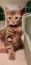 EMMA, Katze, Europäisch Kurzhaar in Amelinghausen - Bild 3
