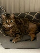 EMMA, Katze, Europäisch Kurzhaar in Amelinghausen - Bild 4