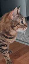 EMMA, Katze, Europäisch Kurzhaar in Amelinghausen - Bild 6
