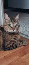 EMMA, Katze, Europäisch Kurzhaar in Amelinghausen - Bild 7