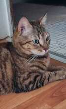 EMMA, Katze, Europäisch Kurzhaar in Amelinghausen - Bild 8